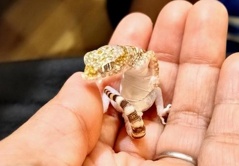 可愛い　エレガンスボウユビヤモリ エレガンスボウユビヤモリ,ナミハリユビヤモリヤモリ,爬虫類の写真素材