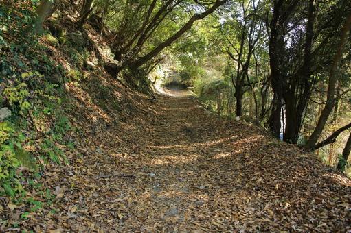 熊本県美里町 八角トンネルへの遊歩道 熊本県美里町 八角トンネルへの遊歩道の写真