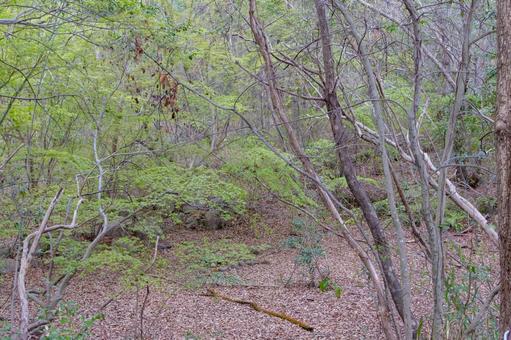 新緑に包まれた静かな森の風景 森,新緑,木々の写真素材