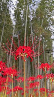 竹やぶと曼殊沙華 竹やぶと曼殊沙華 彼岸花,秋,竹やぶの写真素材