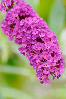 Photo, flower, boodlea, summer lilac, 