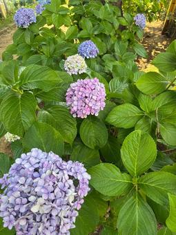 紫陽花 紫陽花 紫陽花,花,紫の写真素材