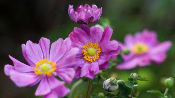 シュウメイギク-106 シュウメイギク,秋明菊,ピンクの写真素材