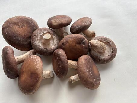 しいたけ1 椎茸,きのこ,たくさんの写真素材