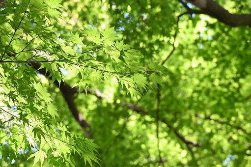 新緑に透ける木漏れ日の葉 木漏れ日,もみじ,新緑の写真素材