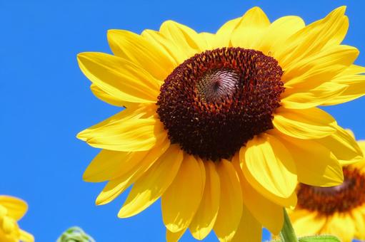 夏空に元気いっぱいに咲くひまわり 夏空に元気いっぱいに咲くひまわり ひまわり,向日葵,花の写真素材