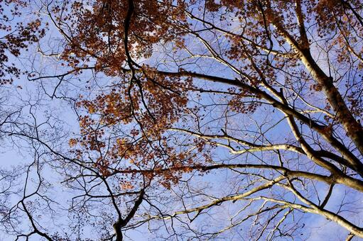 落葉した木を見上げる 木,自然,風景の写真素材