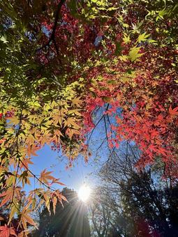 秋空と紅葉 秋,紅葉,木の写真素材