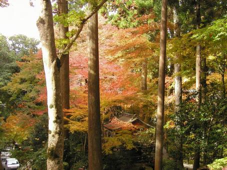 京都 大原 京都 大原の写真