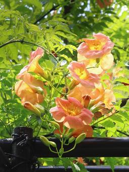 夏の花　ノウゼンカズラの写真