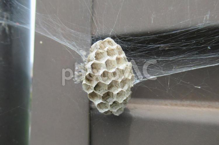 家主が放棄し蜘蛛の巣が張った蜂の巣 ハチ,巣,色の写真素材