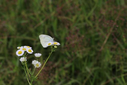 白い花に止まっているモンシロチョウ 白い花に止まっているモンシロチョウの写真