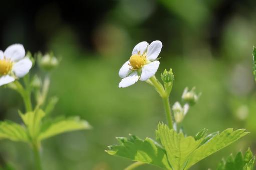 白いワイルドストロベリーの花のアップ 白いワイルドストロベリーの花のアップの写真