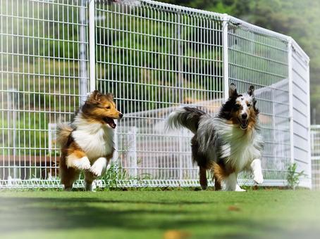 ドッグランで走るシェルティ ドッグランで走るシェルティ 犬,シェルティ,シェットランドシープドッグの写真素材
