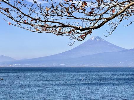 桜紅葉越しに見る駿河湾と富士山 富士山,駿河湾,海の写真素材