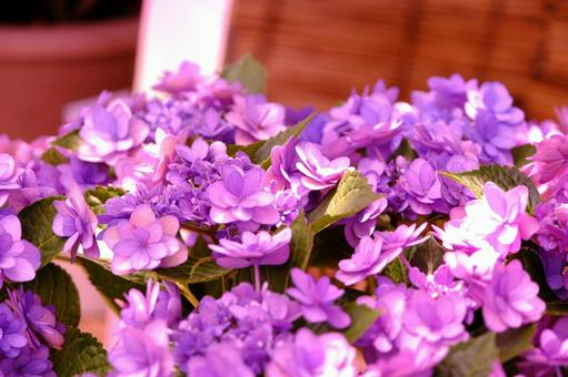 紫陽花 紫陽花,花,梅雨の写真素材
