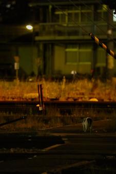スナップフォト 〜夜撮〜 スナップフォト 〜夜撮〜の写真