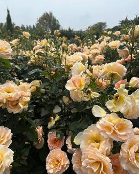 はままつフラワーパークのバラ園 はままつフラワーパークのバラ園 はままつフラワーパーク,バラ,浜名湖の写真素材