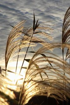 夕陽に輝く 夕陽に輝く ススキ,秋,夕暮れの写真素材