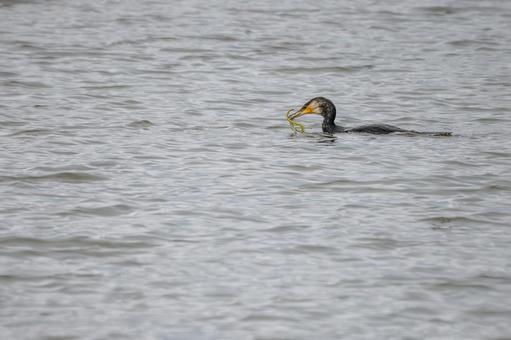 ウミウの若鳥⑾ ウミウの若鳥⑾の写真