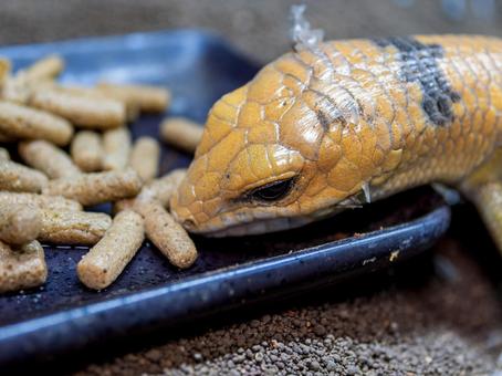 ピーターズバンデッドスキンクのアップの写真