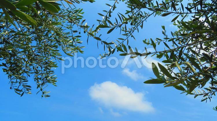 ６月下旬のオリーブの木と実 背景,オリーブ,木の写真素材