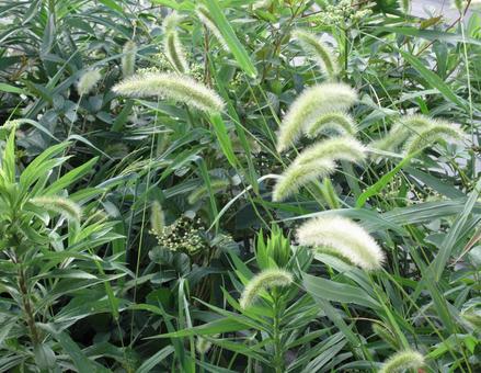 夏の野に咲く猫じゃらし草 夏の野に咲く猫じゃらし草の写真