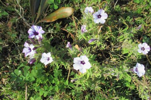 薄紫色の花の写真