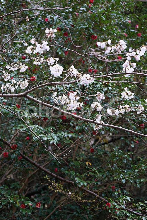 諭鶴羽ダム66　ダム湖周回道路　桜と椿 兵庫県,南あわじ市,諭鶴羽ダムの写真素材
