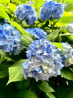 鮮やかな紫陽花 鮮やかな紫陽花の写真