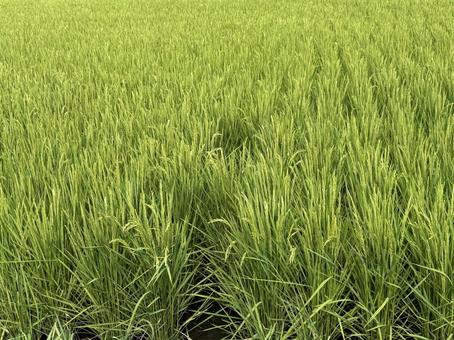 安曇野市穂高の稲 安曇野市穂高の稲の写真