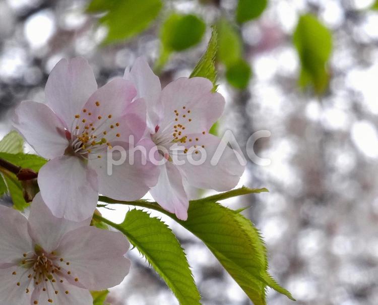 玉川上水の桜 桜,ソメイヨシノ,曇り空の写真素材