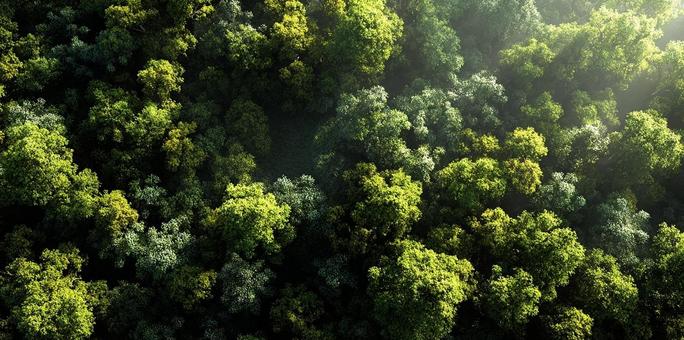 緑豊かな森の空中写真 緑豊かな森の空中写真の写真