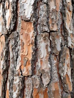 テクスチャの写真