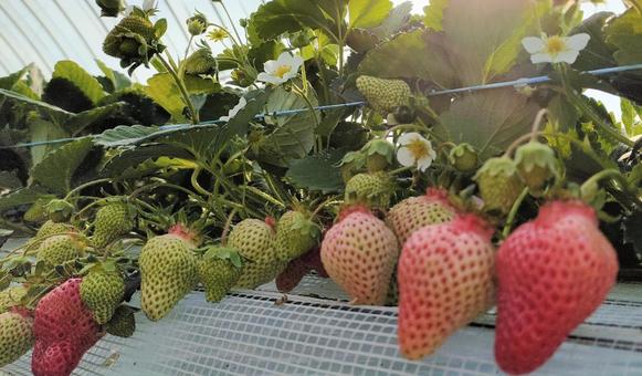 House cultivation strawberry 004, JPG House cultivation strawberry 004, strawberry, strawberry picking, strawberry hunting, JPG