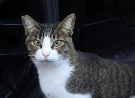 意志が強そう 猫,動物,風景の写真素材