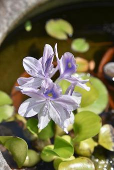 ホテイ草 ホテイ草 花,浮花,ホテイ草の写真素材