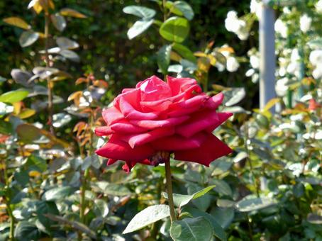 バラ園で開花した真っ赤なバラの花 バラ,花,植物の写真素材
