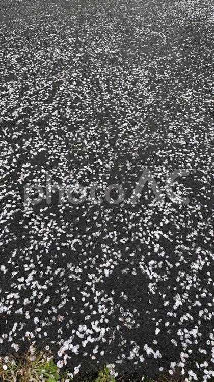 桜の絨毯 自然,桜,春の写真素材