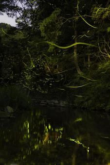 福岡-【ホタルの光跡】 福岡,公園,蛍の写真素材