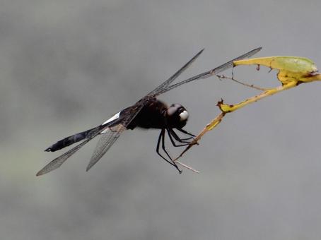 Photo, pseudothemis dragonfly, waist sky dragonfly, natural, 