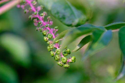 Photo, yoshi yamagonbo, weed, mountain grass, 