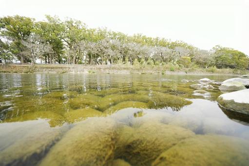 福岡 みやま市 矢部川川辺2 矢部川,川辺,水面の写真素材