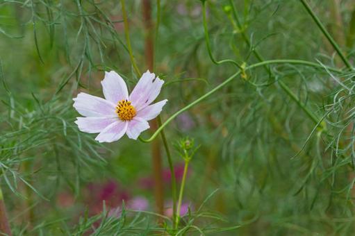 秋風に揺れる淡いピンクのコスモス 秋桜,花,ピンクの写真素材