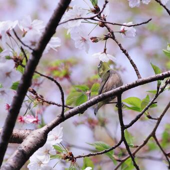 A cute Japanese white-eye sucking nectar from a cherry blossom, JPG A cute Japanese white-eye sucking nectar from a cherry blossom, JPG