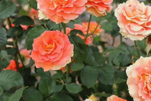 バラ園に咲く薔薇を撮影しました バラ園に咲く薔薇を撮影しましたの写真