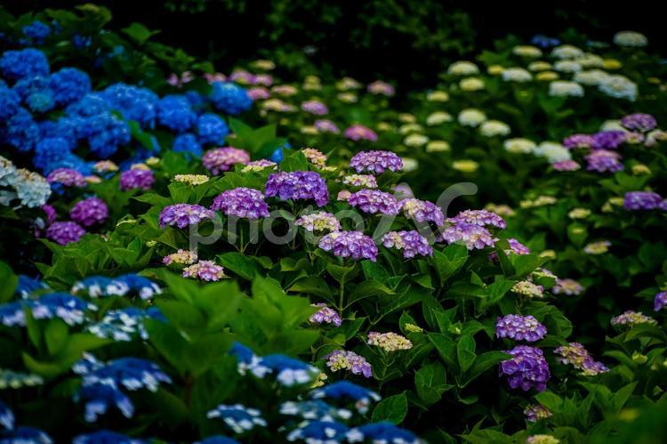 ＜五島の風景＞梅雨の風景と紫陽花の花 あじさい,紫陽花の壁紙,アジサイの写真素材