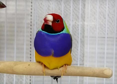 Photo, male gouldian finch, finch, white-tailed owl, 