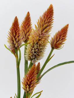 オレンジ色のケイトウの花 花,ケイトウ,植物の写真素材
