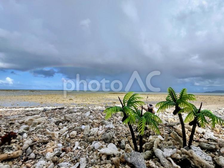 海　ヤシの木 海,自然,ピクニックの写真素材